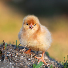 Young Chicken