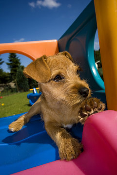 Hundewelpe