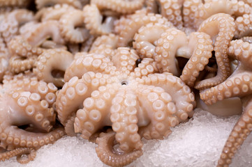 Baby Octopus
