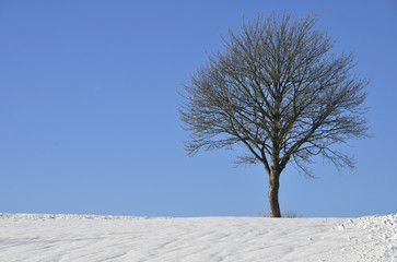 Kahler Baum im Schnee vor blauem Himmel