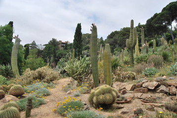 Cactus