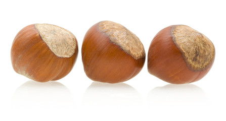 hazelnuts