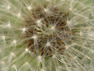 Dandelion seed, closeup