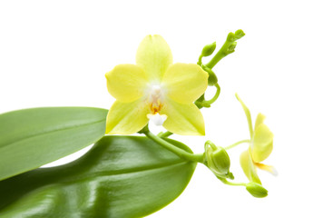 yellow phalaenopsis orchid plant; isolated on white,