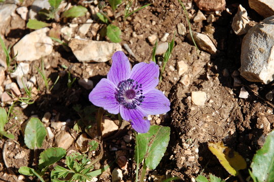 Purple Anemone coronaria flower.