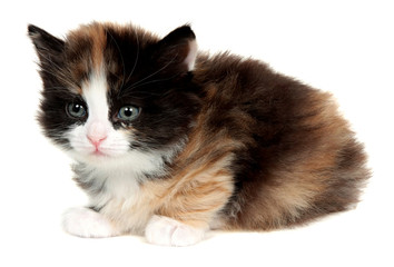 Portrait of a kitten on a white background