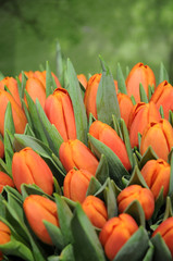 Tulpen