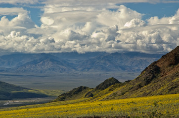 Death Valley in Bloom, Jubilee Pass