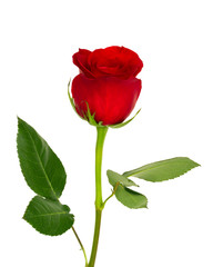 single red rose