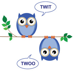 Fototapeta premium Owls sat on a branch calling Twit Twoo