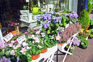 Fototapeta na wymiar Flowers display in front of flower shop, St Albans, Scotland