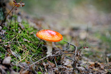 Fly Agaric Amanita muscaria poisonous red mushroom