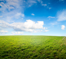 Obraz premium Green field under midday sun