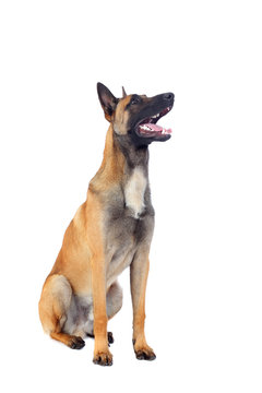 Belgian Shepherd Dog