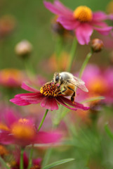 Bee on Maroon