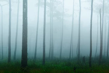 Wandcirkels aluminium Pine forests on high mountain in Thailand. © worradirek