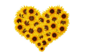 sunflower heart.
