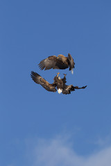 Eagles Fighting In Mid Air