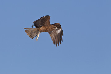 Kite Hunting For Food