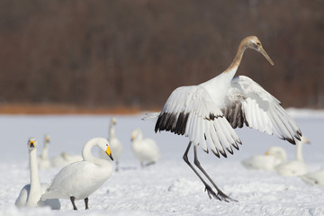 Japanese Crane Landing On Snow