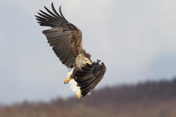 White Tailed Eagle