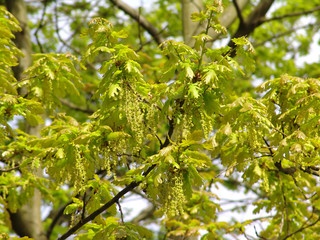 Fototapeta na wymiar Background with spring oak leafs and flowers.