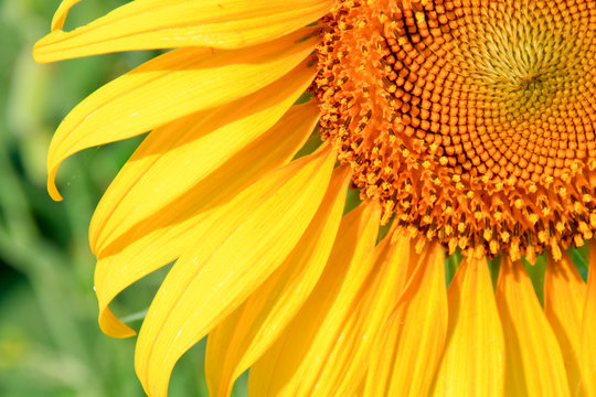 Sunflower macro.