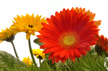 Gerbera und Gras vor weißem Hintergrund