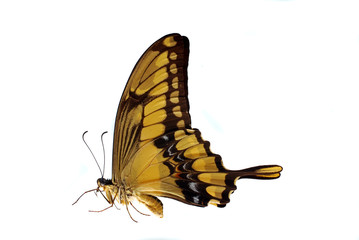 Naklejka premium Giant Swallowtail (Heraclides thoras) in a natural position