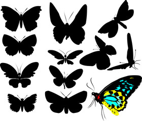 butterflies