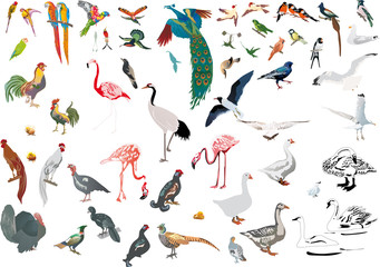 large set of color isolated birds