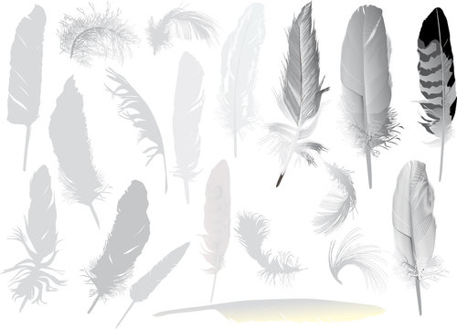 set of nineteen grey feathers