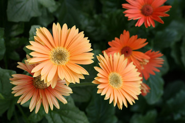 Herbera daisy