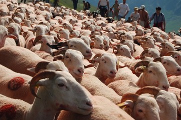 Fototapeta premium Transhumance