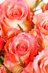 Fototapeta na wymiar beautiful roses