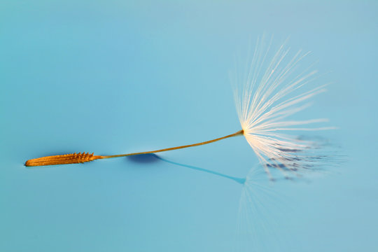 Fototapeta Graine de pissenlit sur l'eau