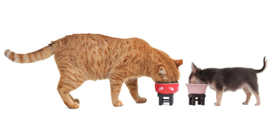 Chihuahua Puppy And Red Kitten Are Eating Their Meal Isolated