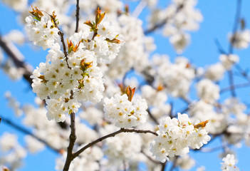 Spring blooming sakura cherry branch