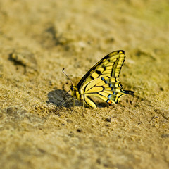 Fototapeta na wymiar Exotic butterfly