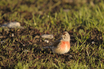 Linnet, Carduelis cannabina