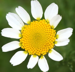 Macro de marguerite