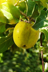 Fruit  apples  green   tree