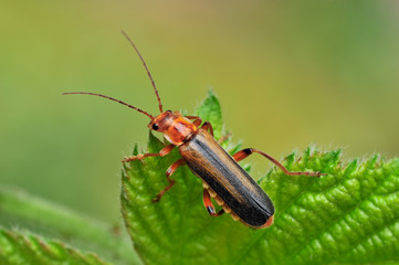 Weichkäfer