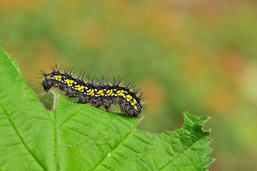 Raupe