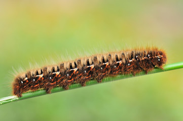 Raupe des Eichenspinners