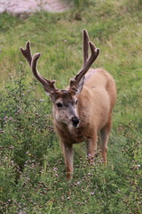 cerf sauteur