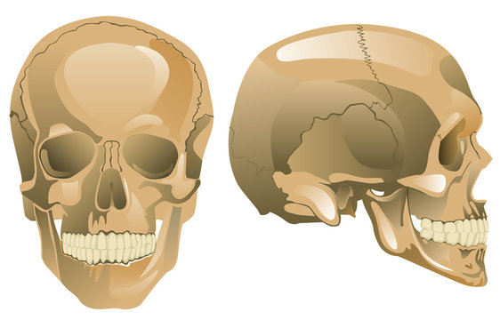 Human skull (a face-to-face kind, a half-face)