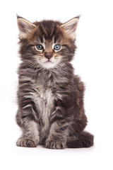 Siberian cat isolated on white