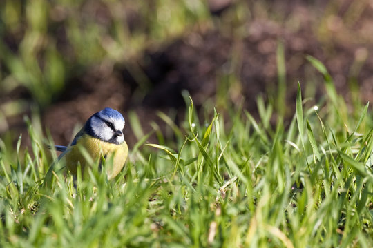 Cyanistes caeruleus - M&eacute;sange bleue - Blue Tit