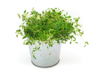 thyme